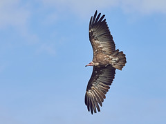 African Hooded Vulture