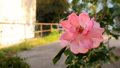 Am Parkplatz - rosa Rose