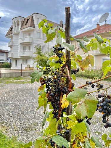 Residential grapes, Ohrid, North Macedonia ©  Sharon Hahn Darlin