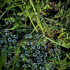 Wet spiderweb in the grass