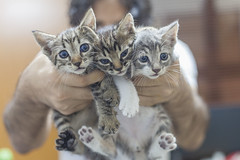 Los tres nuevos gatos