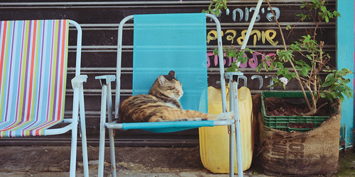 Carmel market cat ©  Tony