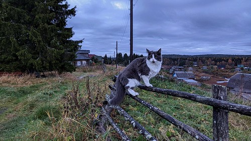 Climbed up the fence ©  Egor Plenkin
