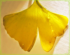 Gingko Leaf - Two Drops Left :-) [EXPLORED]