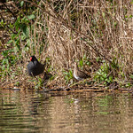 Snipe and Moorhen at Hendre Lake, St Mellons