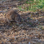 Brown rat at the edge of the lake at Hendre Lake, St Mellons