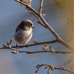 Long Tailed Tit at Hendre Lake, St Mellons