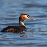 Great Crested Grebe at Hendre Lake, St Mellons