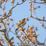 Warbler at Hendre Lake, St Mellons
