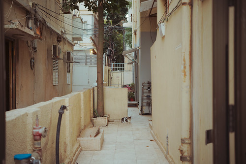 cat in Tel Aviv ©  Tony