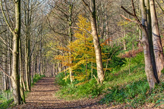 Wood Hill Wood, late autumn heatwave