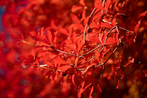 Red Nikko ©  Raita Futo