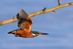 Kingfisher Cannonball