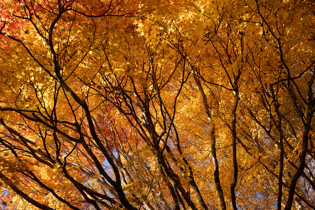 : Nikko autumn leaves