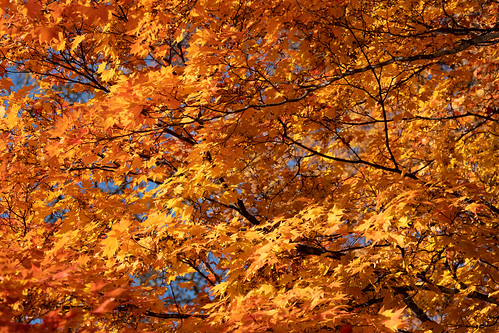 Nikko autumn leaves ©  Raita Futo