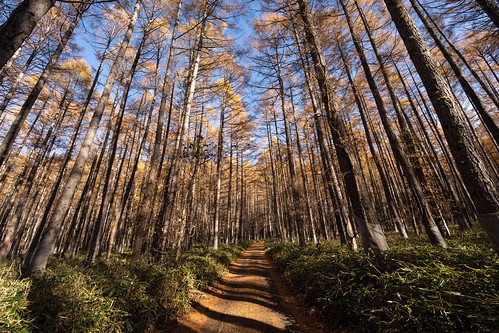 Tochigi karamatsu forest ©  Raita Futo