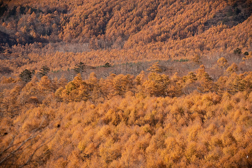Japanese larch autumn forest ©  Raita Futo
