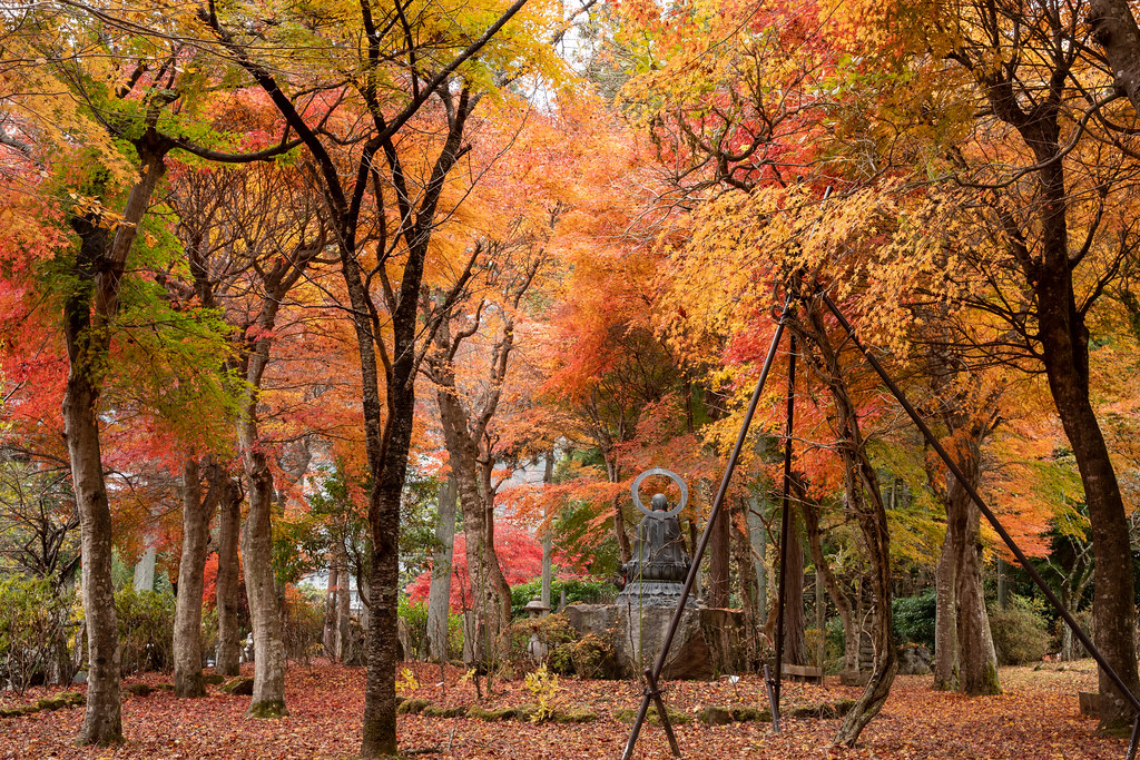 : Autumn forest in Nasu