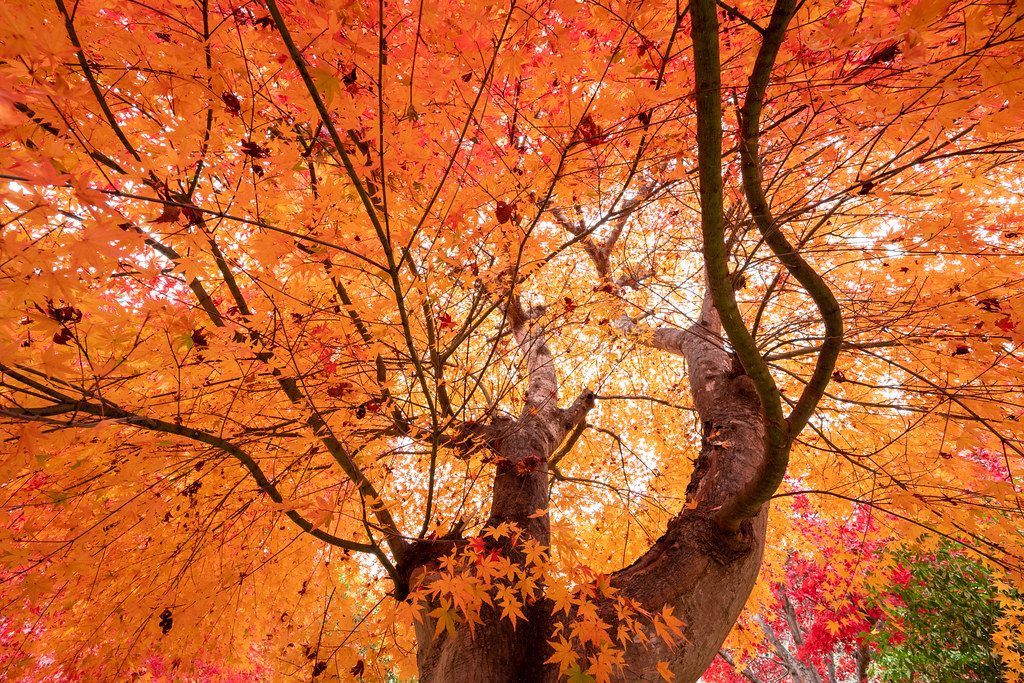 : Autumn in full color
