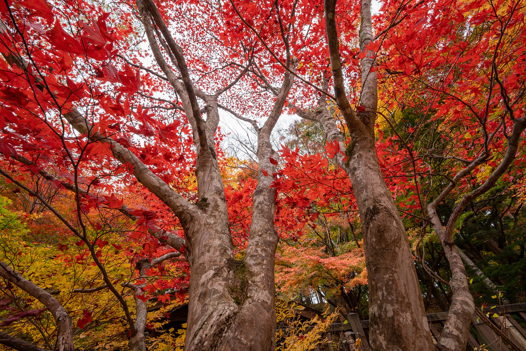 : Autumn in Tochigi