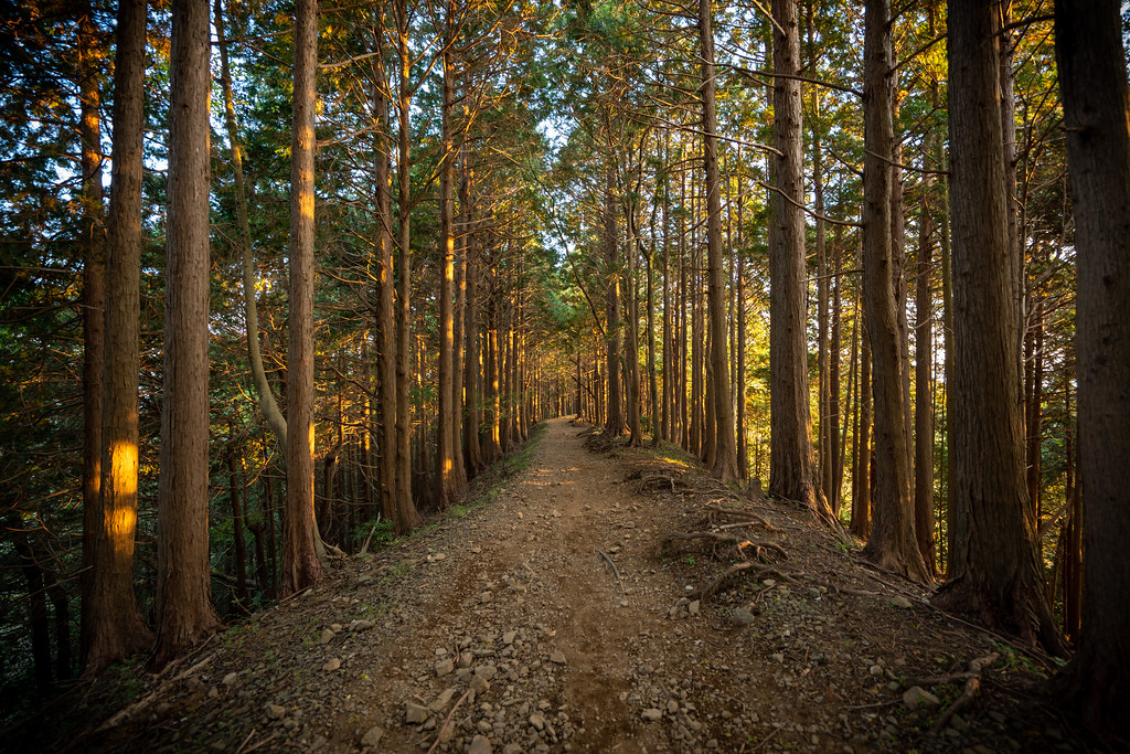 фото: Forest trail