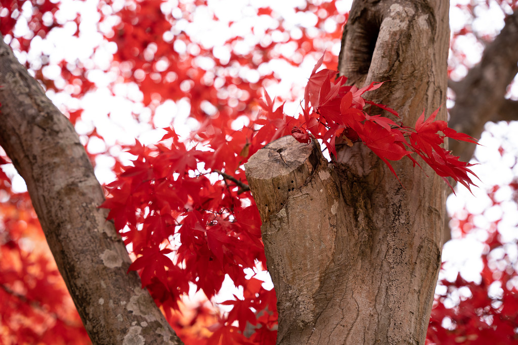 : Red autumn