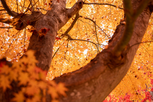 Yellow Autumn ©  Raita Futo