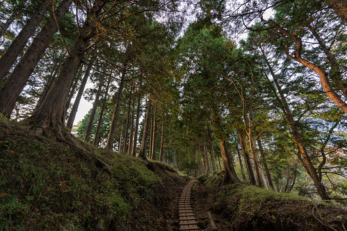 Forest trail ©  Raita Futo