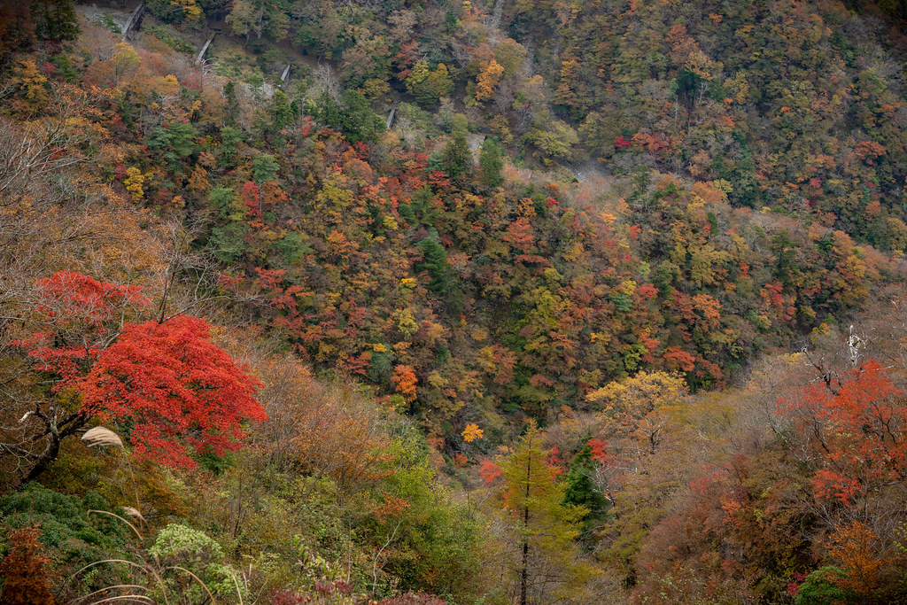 фото: Tanzawa autumn