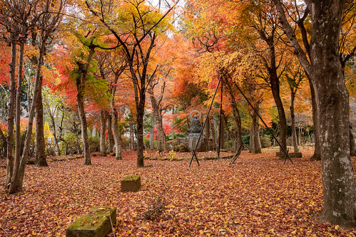 Autumn in Myounji Shrine ©  Raita Futo