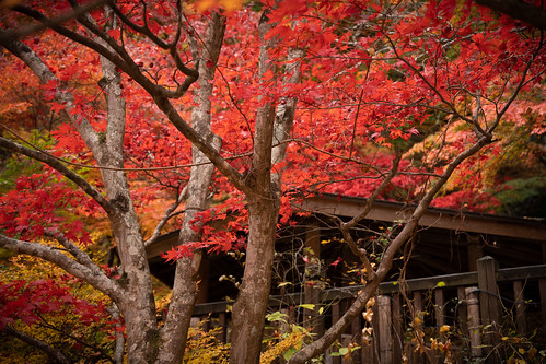 Autumn in Tochigi ©  Raita Futo