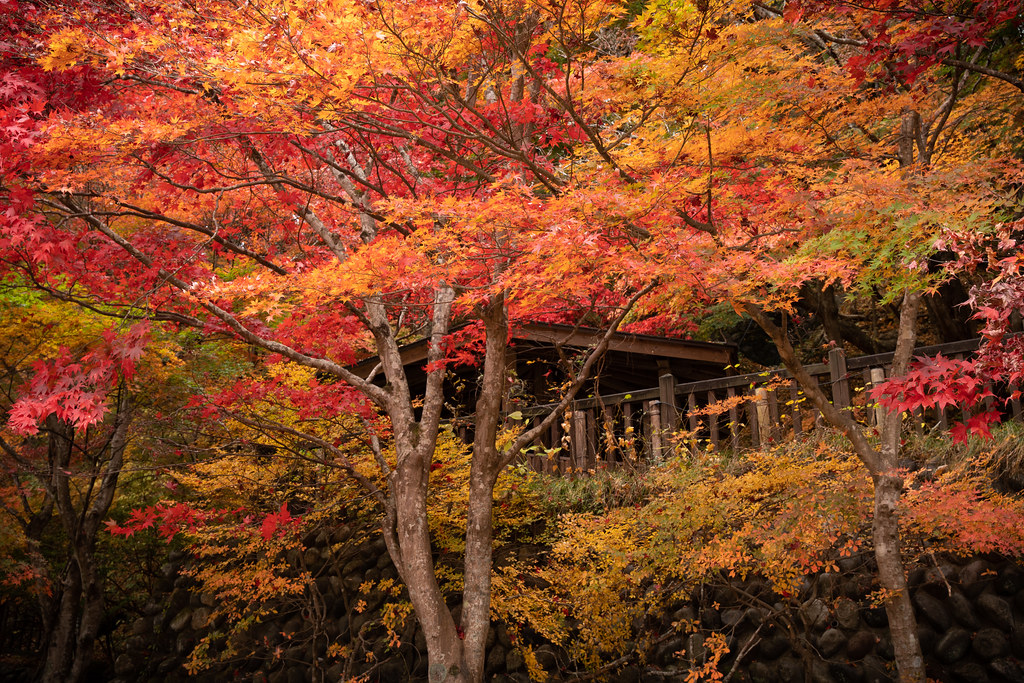 : Colorful autumn