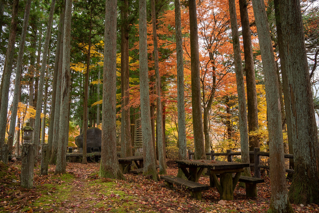 : Tochigi autumn forest