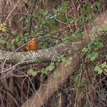 Kingfisher at Hendre Lake, St Mellons
