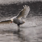 Swan at Hendre Lake, St Mellons