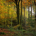 Autumn Forest - Mid-November