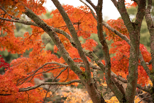 Nara autumn colors ©  Raita Futo