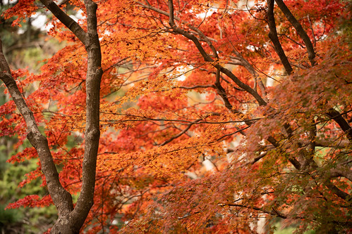 Nara autumn colors ©  Raita Futo