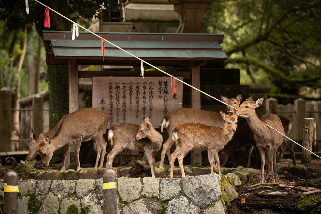 фото: Nara deers