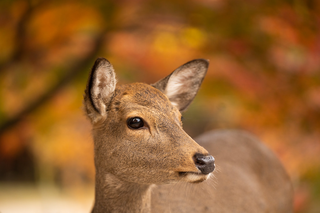 фото: Autumn deer
