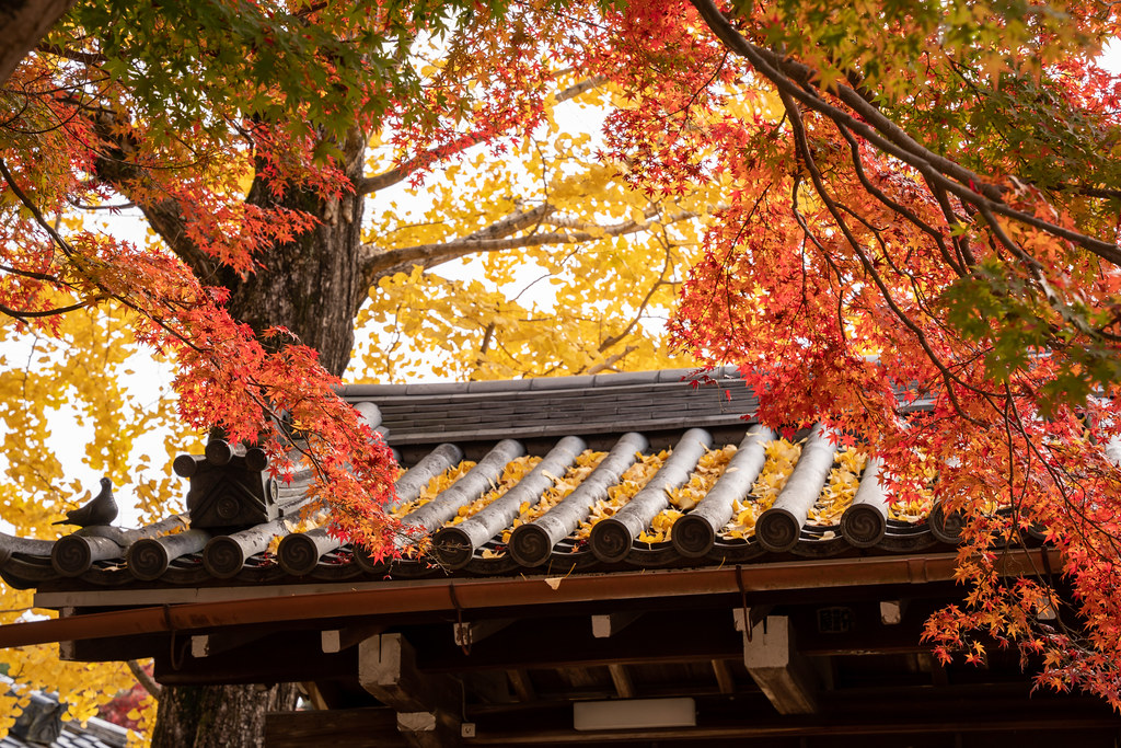 фото: Nara Shrine autumn