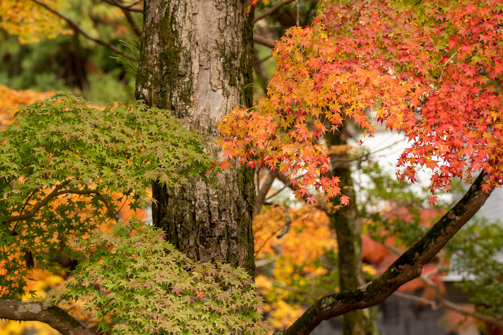фото: Autumn in Nara