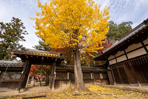 Ginkgo tree in the temple ©  Raita Futo