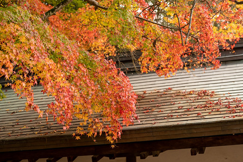 Autumn in Nara ©  Raita Futo