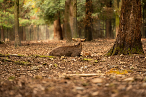 Nara's deer ©  Raita Futo