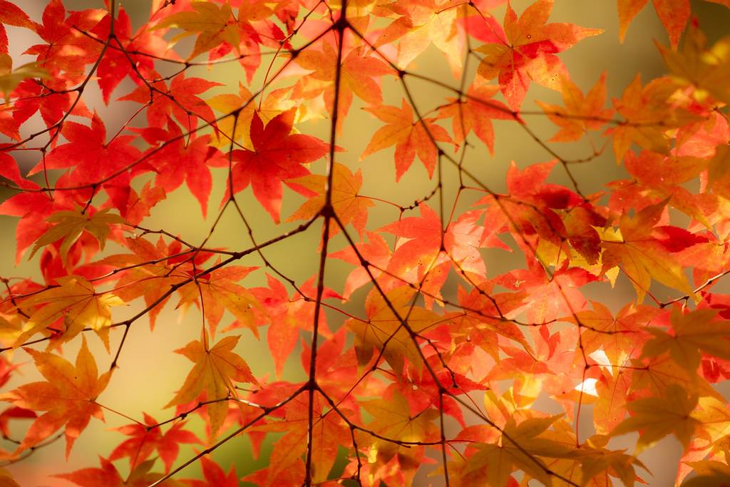 фото: Nara autumn colors