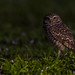 Chevêche des terriers / Burrowing Owl [Athene cunicularia]