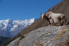 Tengboche Trek, Nepal