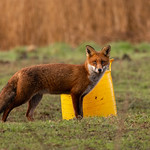 Red Fox @ Hendre Lake, Cardiff