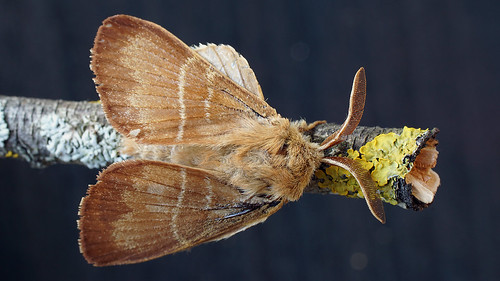 Macrothylacia rubi  - Fox moth (male) -  ©  Ilia Ustyantsev